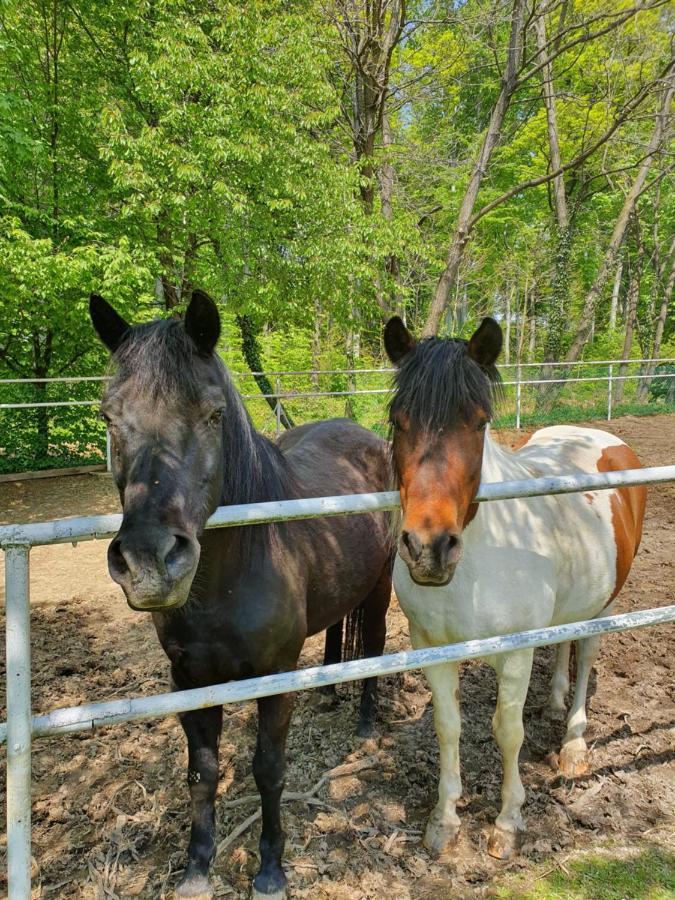 Modryna Ranczo Bed & Breakfast Krasiczyn Bagian luar foto